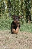 AIREDALE TERRIER 080